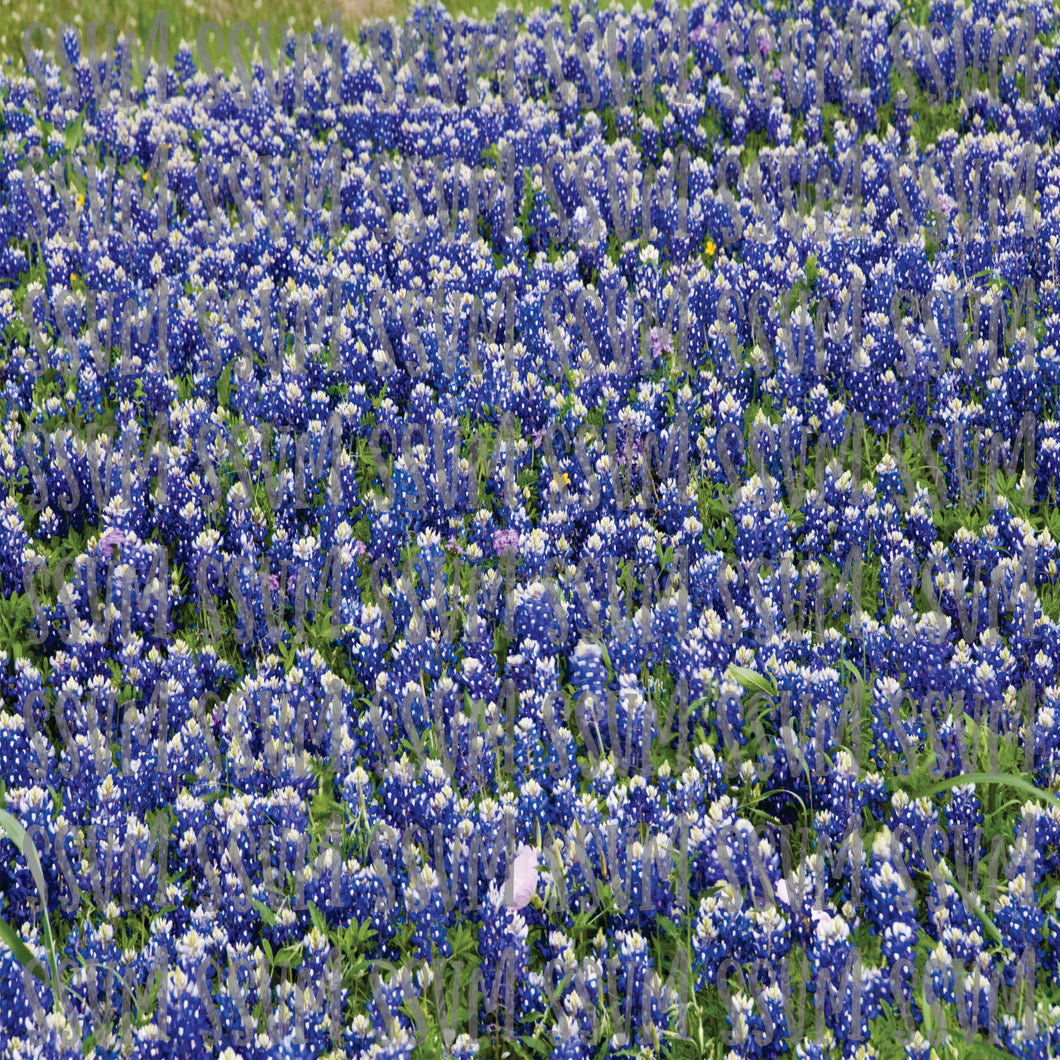 Bluebonnets